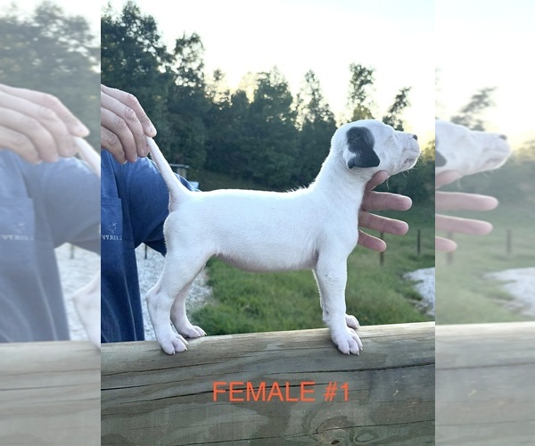Medium Photo #6 Dogo Argentino Puppy For Sale in MINTER CITY, MS, USA