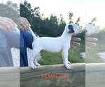 Small #5 Dogo Argentino