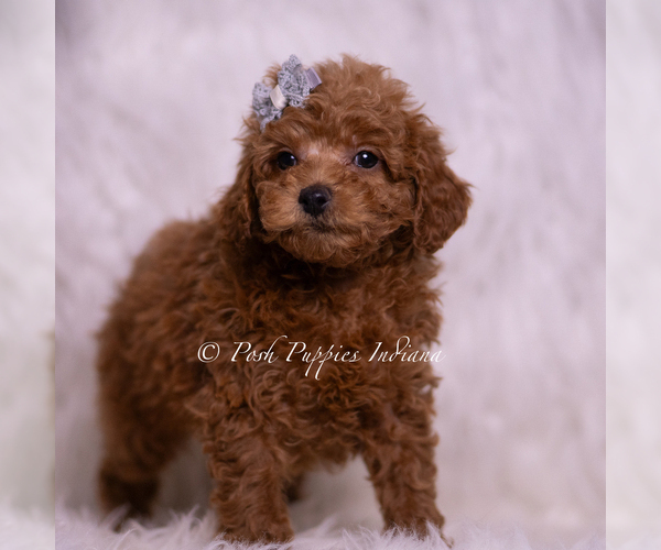 Medium Photo #35 Maltipoo (Miniature) Puppy For Sale in WARSAW, IN, USA