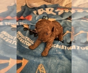 Poodle (Toy) Puppy for sale in DULUTH, GA, USA