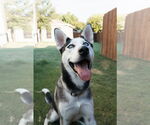 Small #3 Siberian Husky