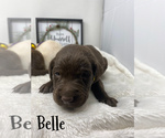 Small Photo #4 Labradoodle Puppy For Sale in KENLY, NC, USA