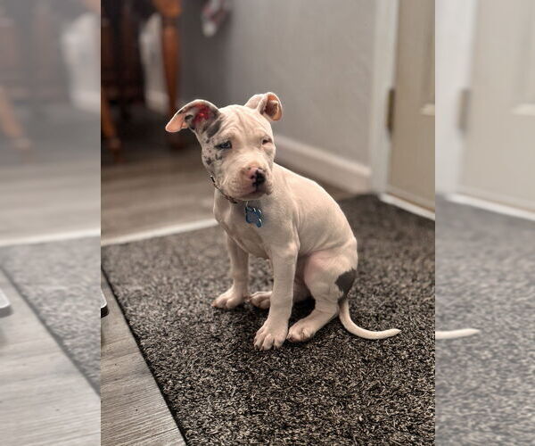 Medium Photo #4 Mutt Puppy For Sale in Springdale, PA, USA