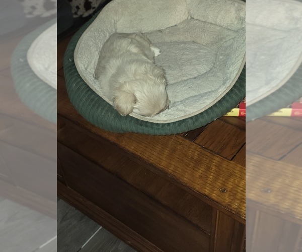 Medium Photo #3 Pekingese Puppy For Sale in COLUMBIA, SC, USA