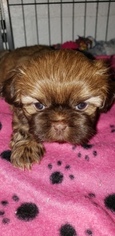 Shih Tzu Puppy for sale in SAINT JOSEPH, MO, USA