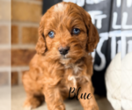 Small #1 Cavapoo