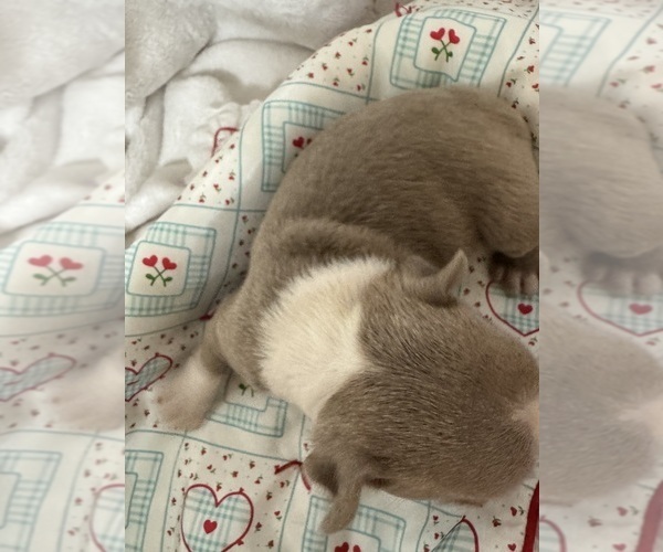 Medium Photo #6 Boston Terrier Puppy For Sale in FREDONIA, KS, USA