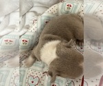 Small Photo #6 Boston Terrier Puppy For Sale in FREDONIA, KS, USA