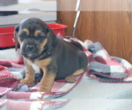 Small Photo #8 Jug Puppy For Sale in GREENWOOD, WI, USA