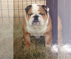 Father of the Bulldog puppies born on 01/01/2023