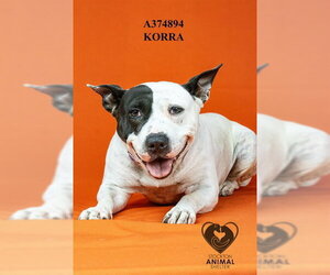 Mutt Dogs for adoption in Stockton, CA, USA