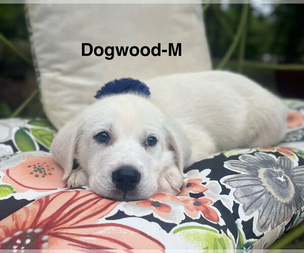 Medium Photo #2 Labrenees Puppy For Sale in Rockaway, NJ, USA