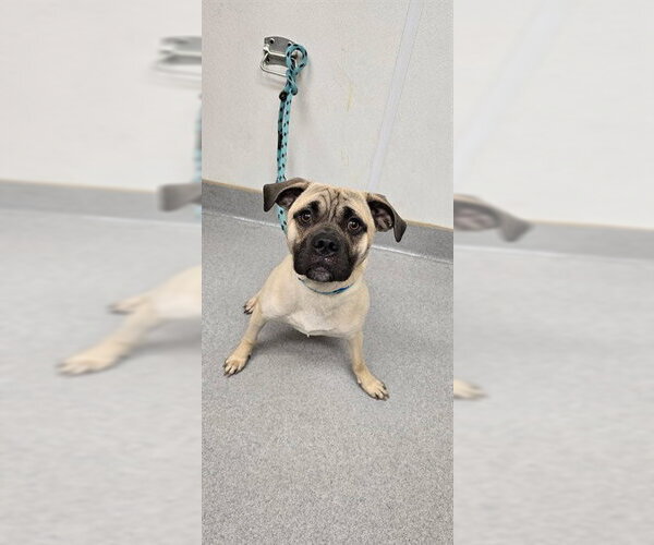 Medium Photo #2 Pug-Unknown Mix Puppy For Sale in Rancho Cucamonga, CA, USA