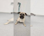 Small #1 Pug Mix
