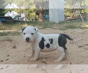 American Pit Bull Terrier Puppy for sale in LANCASTER, OH, USA