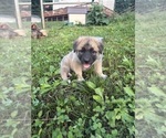 Small #7 German Shepherd Dog-Great Pyrenees Mix