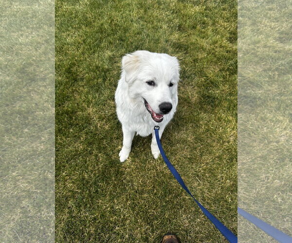 Medium Photo #1 Maremma Sheepdog Puppy For Sale in Bountiful, UT, USA