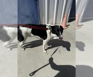 Border Collie Dogs for adoption in Bakersfield, CA, USA