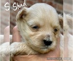 Puppy Shad Schnauzer (Miniature)