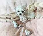 Small #9 Maltese