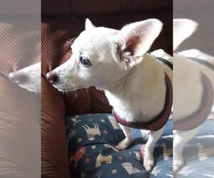 Lizzy - sweet, sweet senior - Female Chihuahua Dog for Adoption - Photo #2