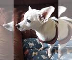Small Photo #2 Chihuahua Puppy For Sale in Rootstown, OH, USA