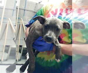Mutt Dogs for adoption in Fayetteville, NC, USA
