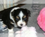 Small Photo #25 Aussie-Corgi Puppy For Sale in LIND, WA, USA
