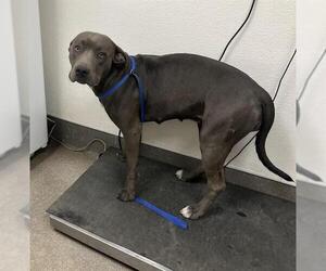 Mutt Dogs for adoption in HESPERIA, CA, USA