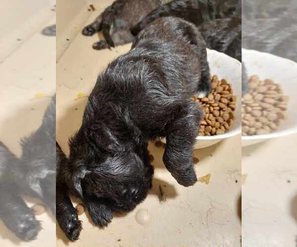 Medium Photo #2 Schnauzer (Miniature) Puppy For Sale in Hatvan, Heves, Hungary