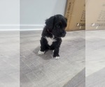 Small Photo #1 Portuguese Water Dog Puppy For Sale in RINGWOOD, NJ, USA