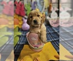 Small Photo #17 Golden Retriever Puppy For Sale in CUMMING, GA, USA