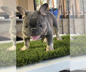 French Bulldog Puppy for sale in SAN DIEGO, CA, USA