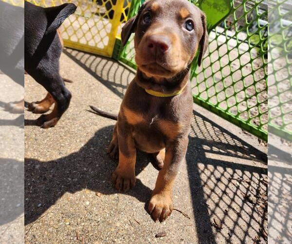 Medium Photo #4 Doberman Pinscher Puppy For Sale in Buffalo, MN, USA