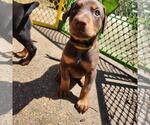 Small #3 Doberman Pinscher