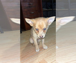 Small #1 Pomsky