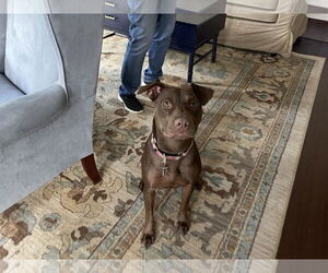 Nallah - Female American Staffordshire Terrier-Labrador Retriever Mix Dog for Adoption - Photo #22
