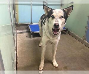 Ausky Dogs for adoption in Bakersfield, CA, USA