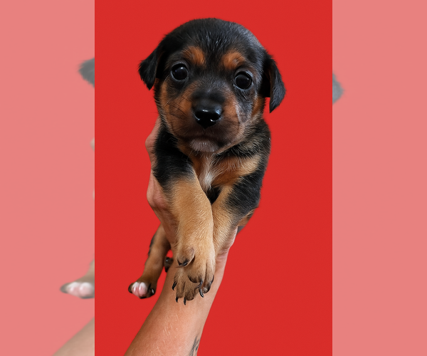 Medium Photo #1 Jack Tzu Puppy For Sale in San Diego , CA, USA