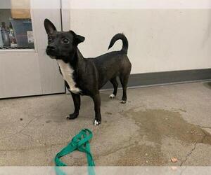 Chihuahua Dogs for adoption in Berkeley , CA, USA