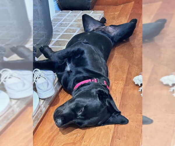 Medium Photo #4 Labrador Retriever Puppy For Sale in San Diego, CA, USA