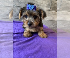 Yorkshire Terrier Puppy for sale in RICHMOND, IL, USA