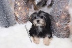 Small Photo #5 Morkie Puppy For Sale in LAS VEGAS, NV, USA
