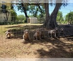 Small Photo #12 Weimaraner Puppy For Sale in ORLAND, CA, USA