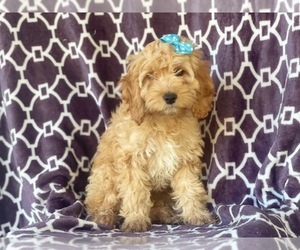Cocker Spaniel-Poodle (Miniature) Mix Puppy for sale in LAKELAND, FL, USA