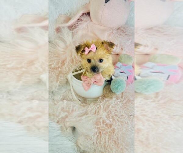 Medium Photo #28 Morkie Puppy For Sale in THONOTOSASSA, FL, USA