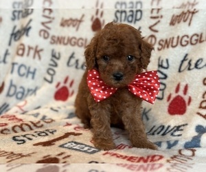 Cavapoo Puppy for sale in LAKELAND, FL, USA
