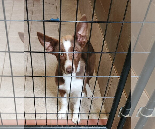 Medium Photo #2 Border Collie-Unknown Mix Puppy For Sale in Clinton, OK, USA