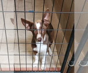 Scout - Male Border Collie-Unknown Mix Dog for Adoption - Photo #2