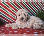 Puppy 1 Poodle (Miniature)